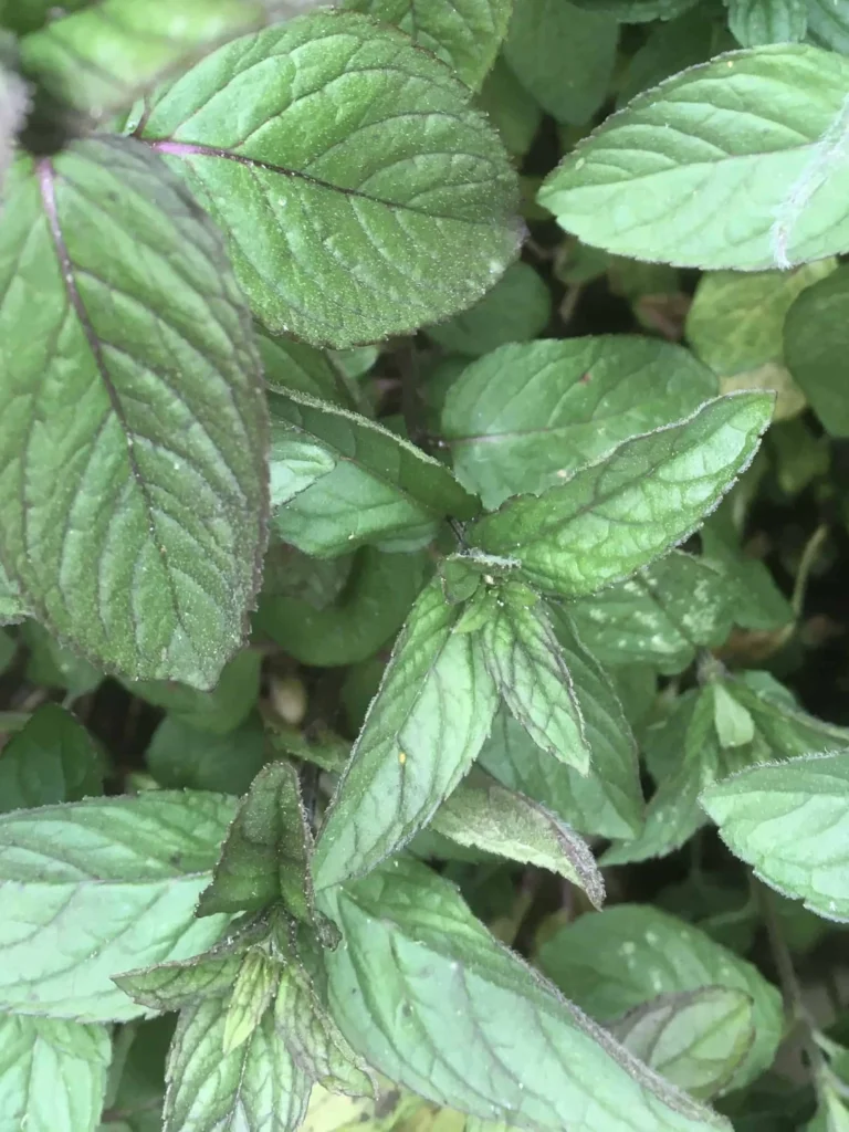 Pennyroyal