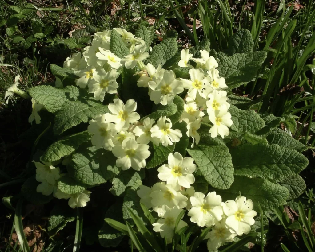Primrose
