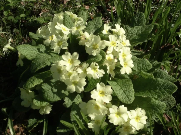 Primrose