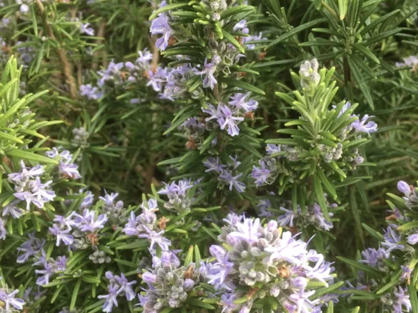 Rosemary