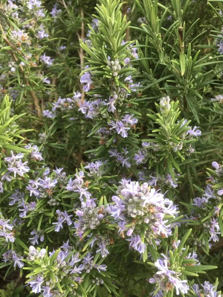 Rosemary
