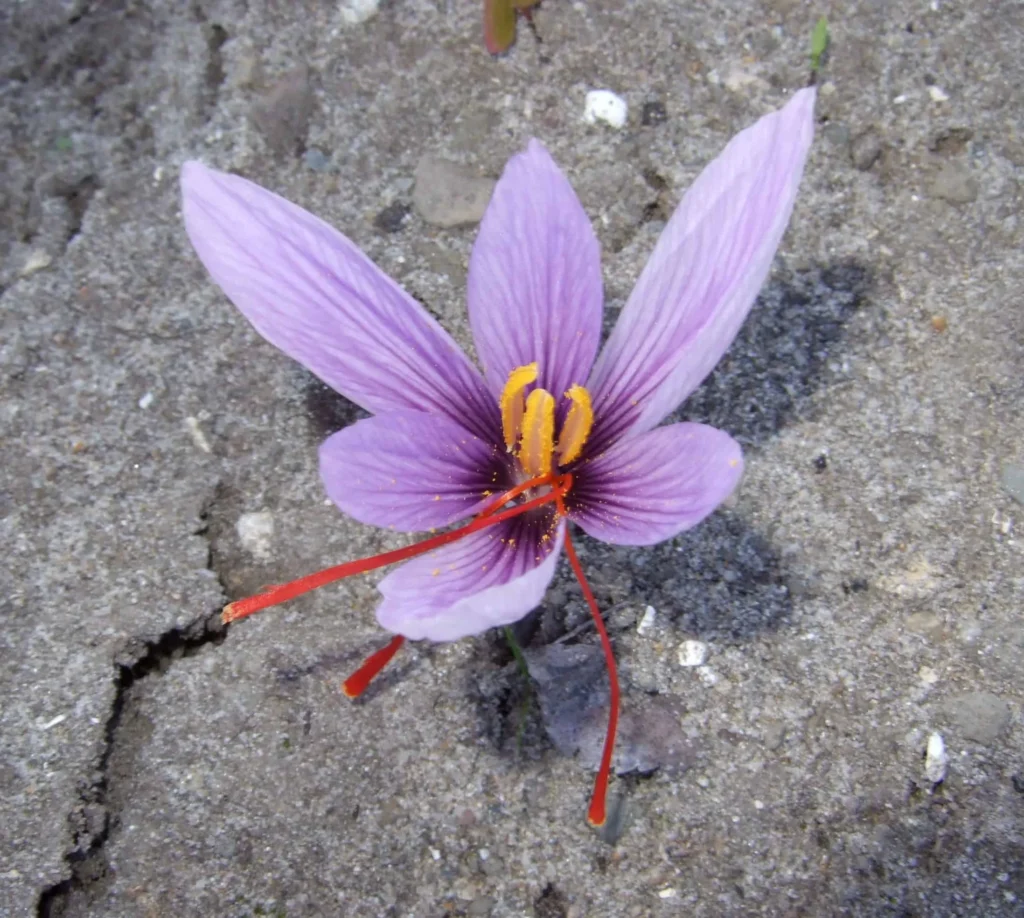 Saffron Crocus