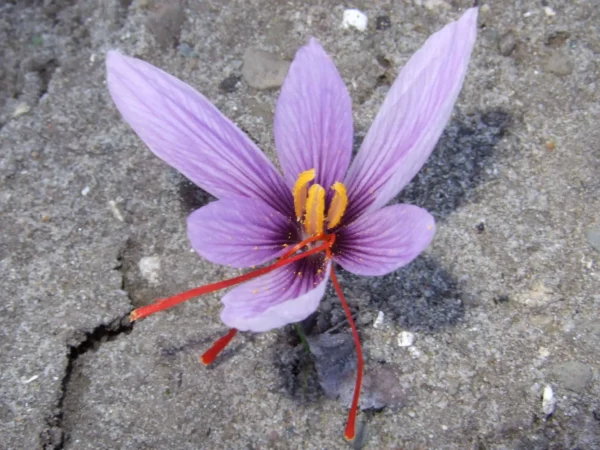 Saffron Crocus