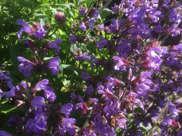 Sage
