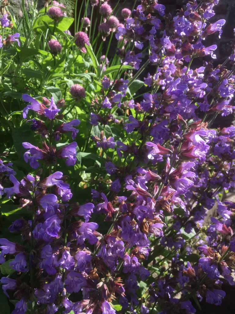 Sage