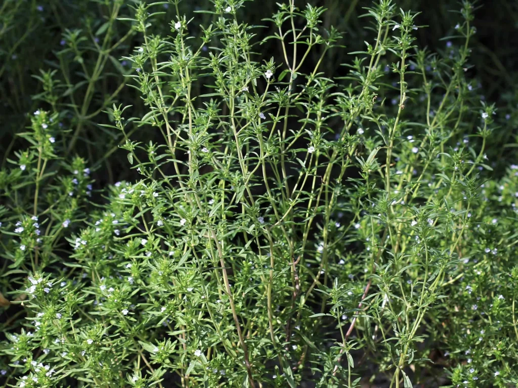 Savory – Summer (Satureja hortensis) & Winter