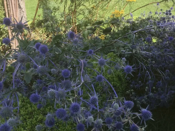 Sea Holly