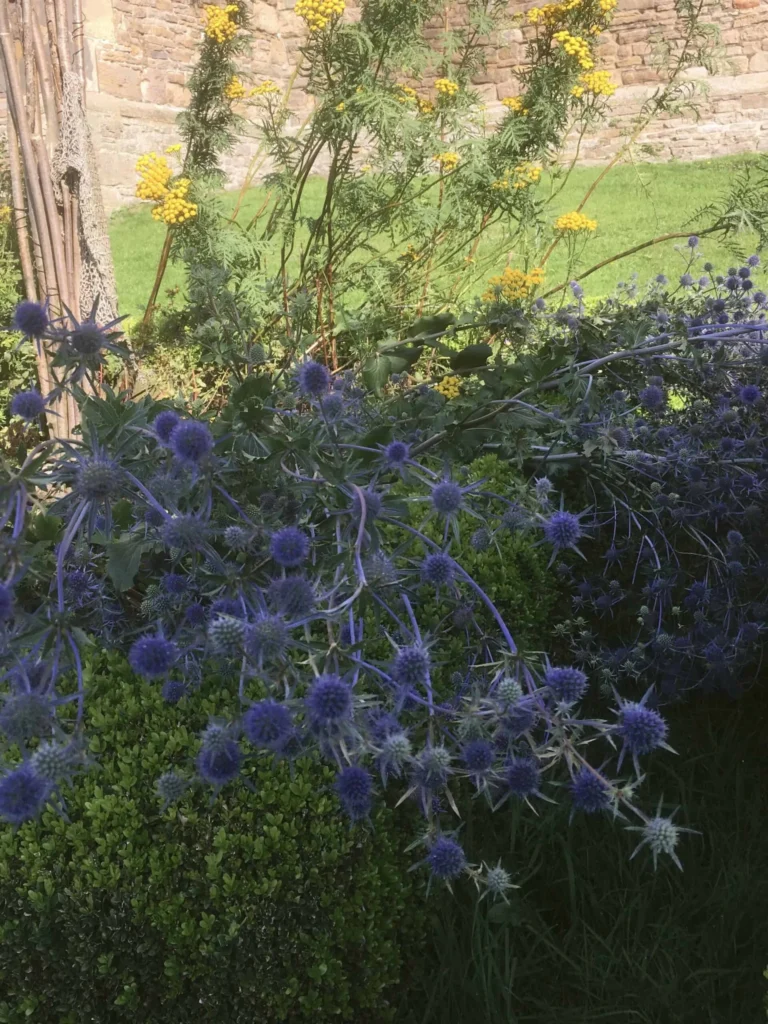 Sea Holly