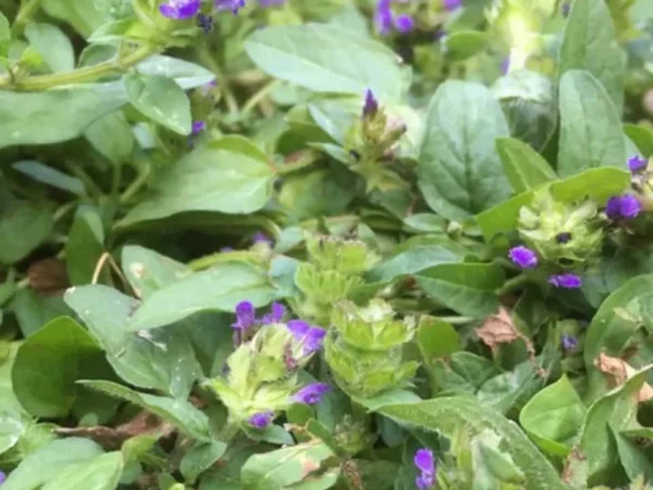 Self-Heal