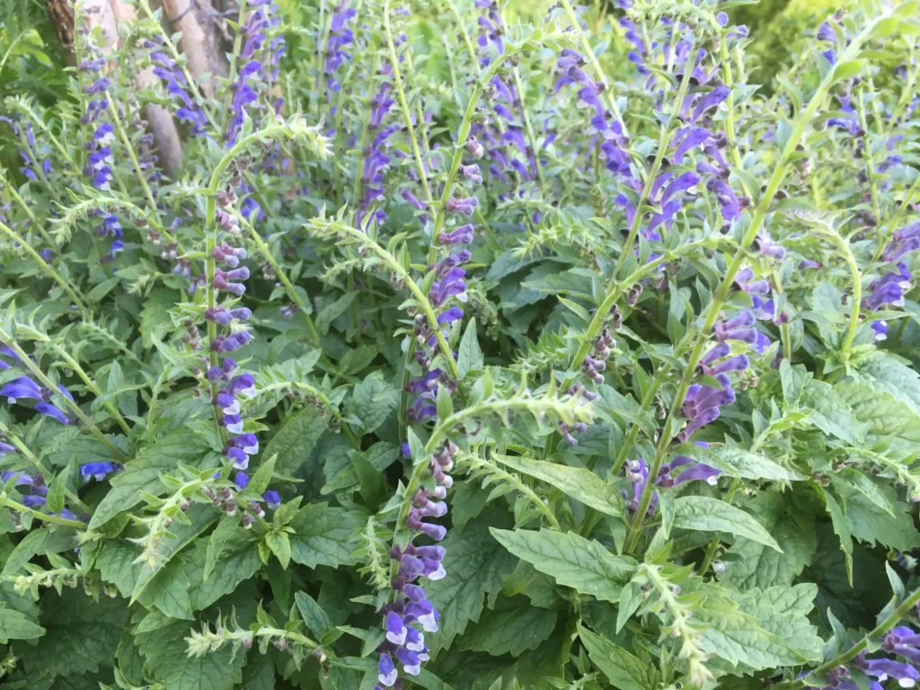 Skullcap