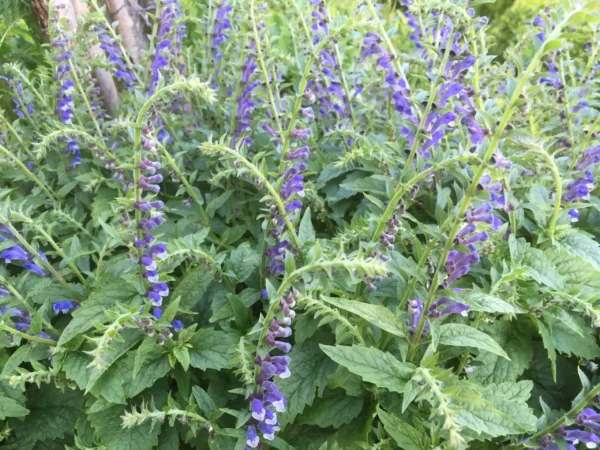 Skullcap