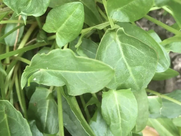 Sorrel – Common