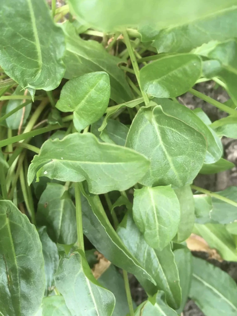 Sorrel – Common