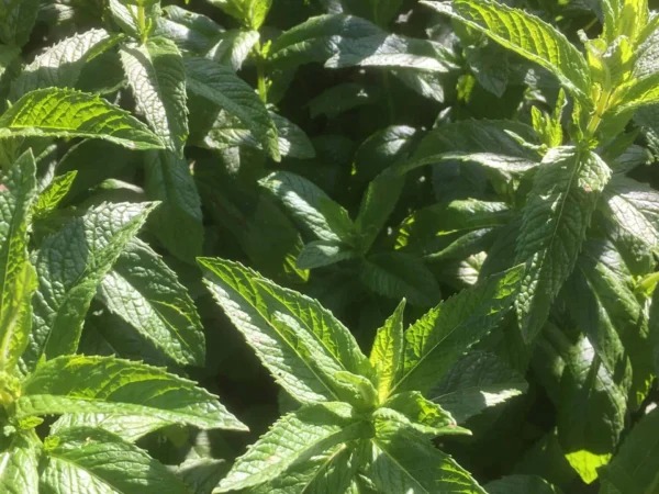 Spearmint