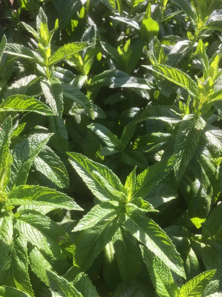 Spearmint