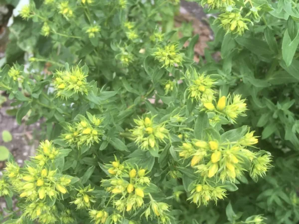 St John’s Wort