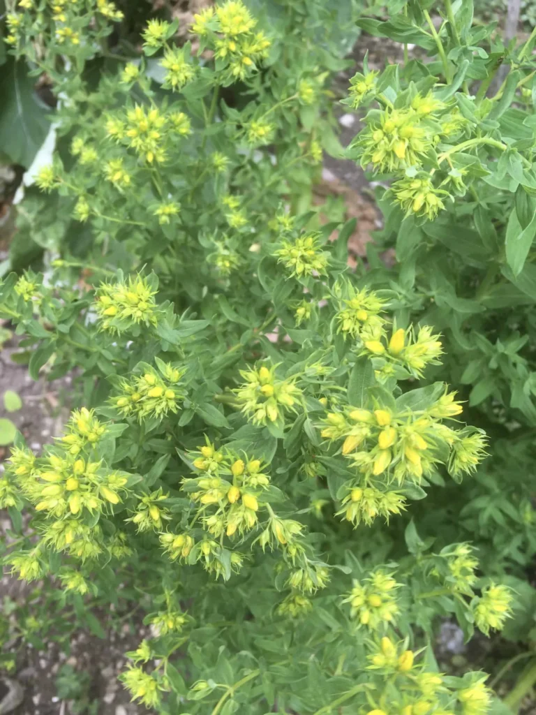 St John’s Wort