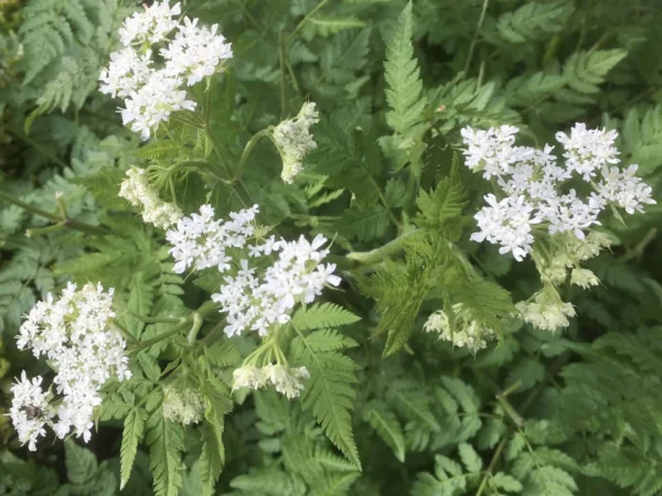 Sweet Cicely