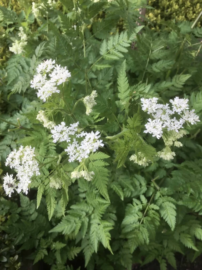 Sweet Cicely