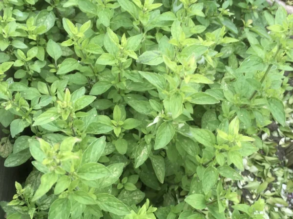 Sweet Marjoram