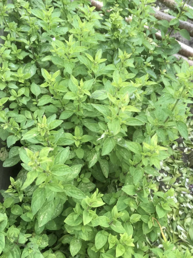 Sweet Marjoram