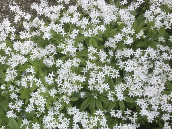 Sweet Woodruff