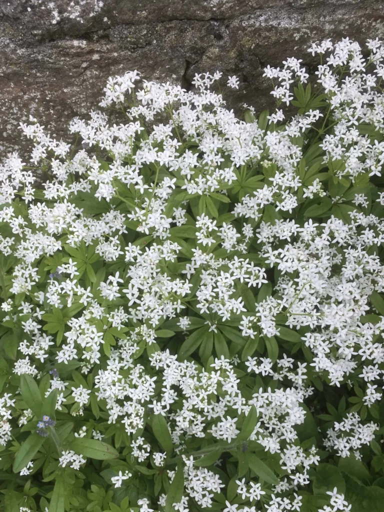 Sweet Woodruff