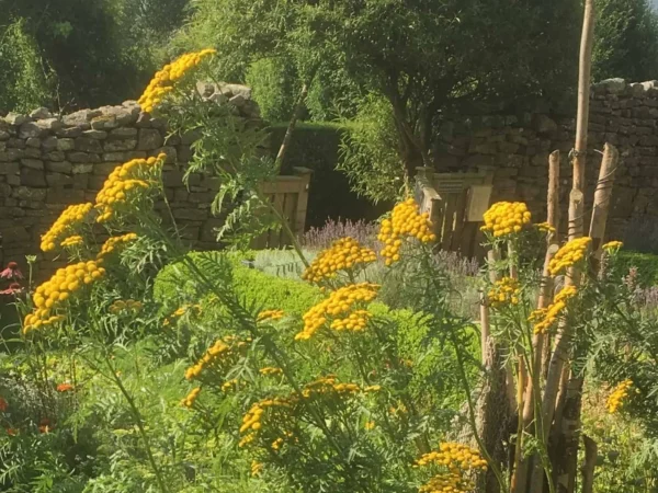 Tansy