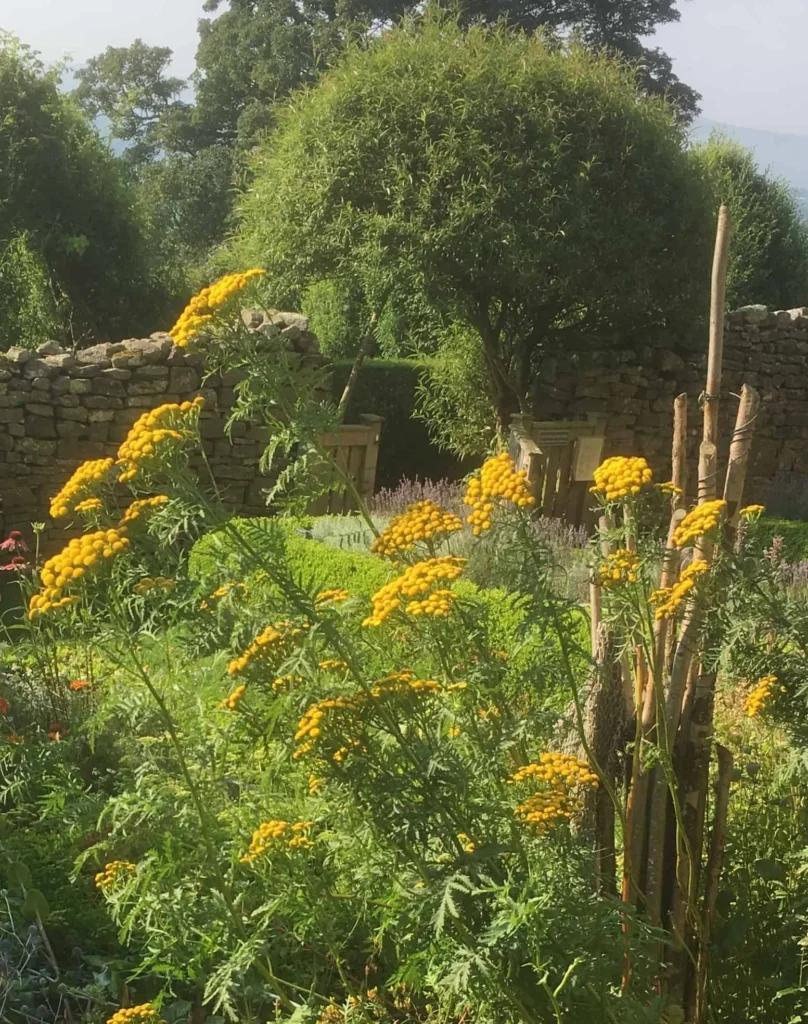 Tansy