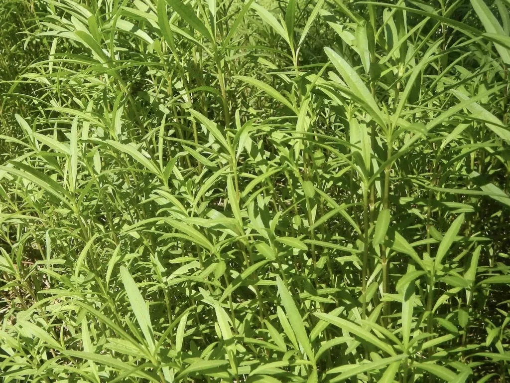 Tarragon