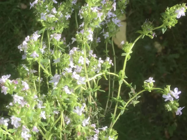Thyme