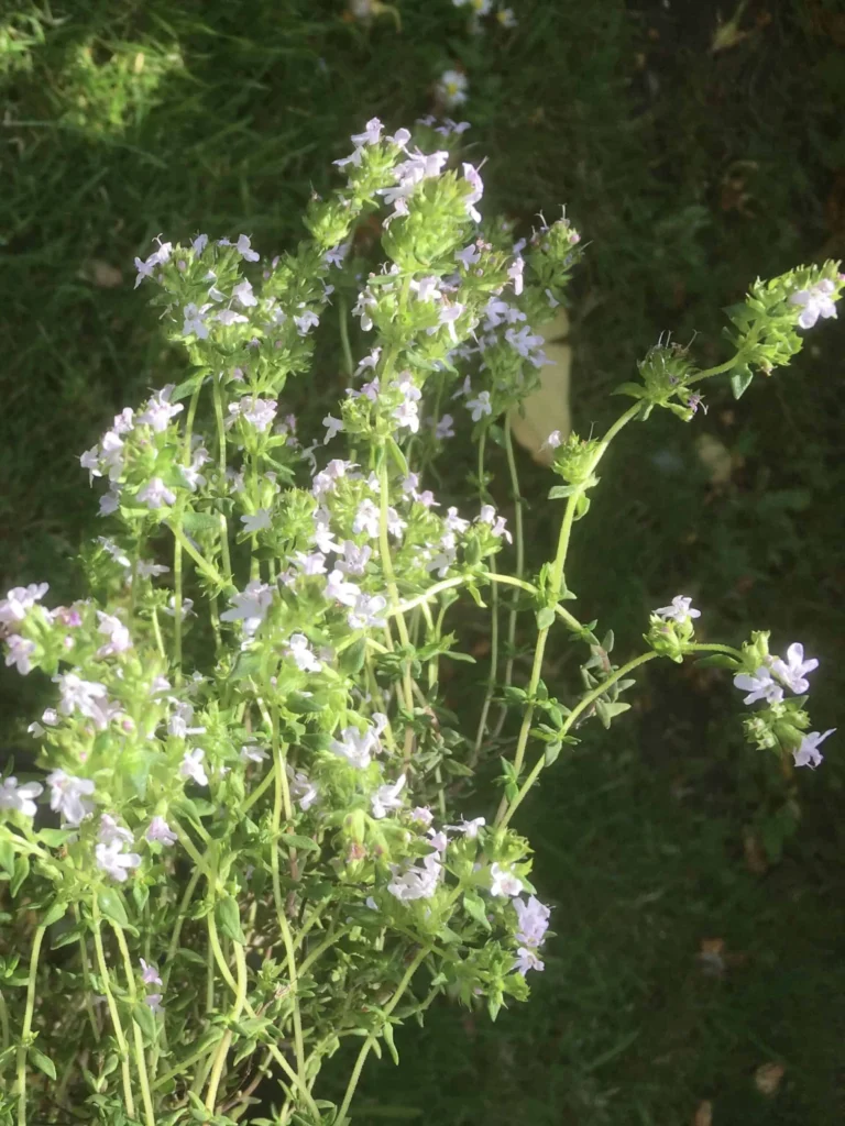 Thyme
