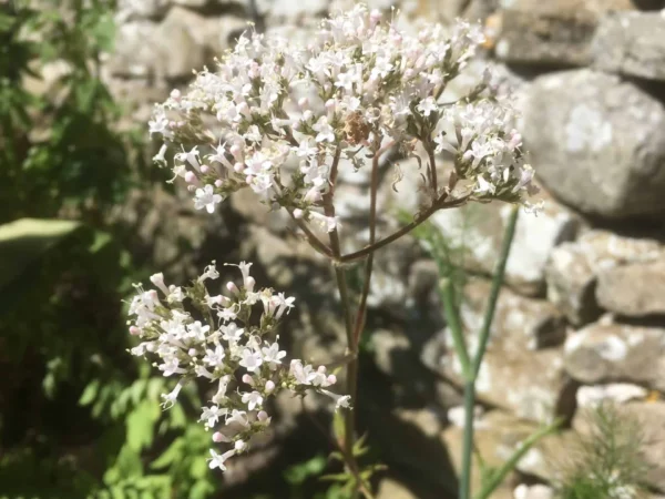 Valerian