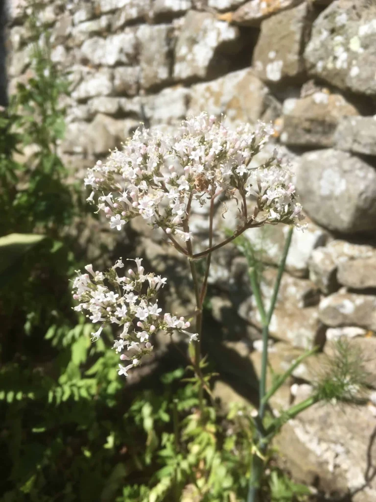 Valerian
