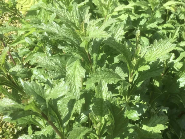 Vervain