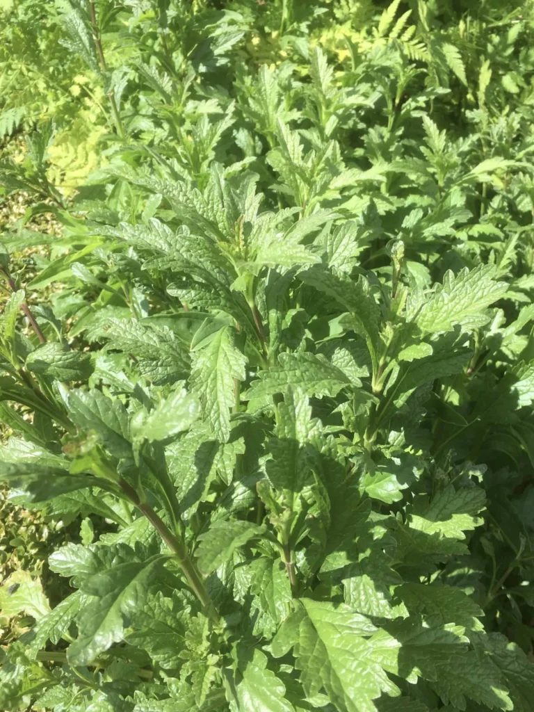 Vervain