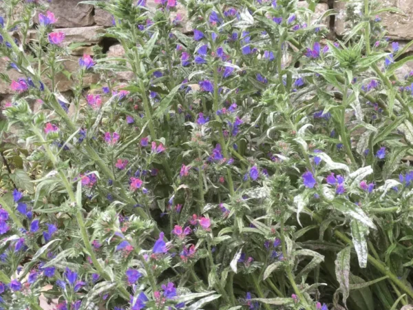 Viper’s Bugloss