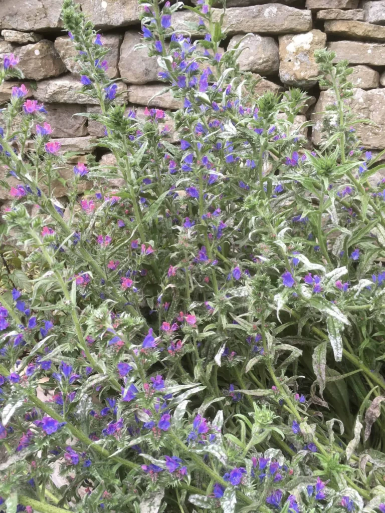 Viper’s Bugloss
