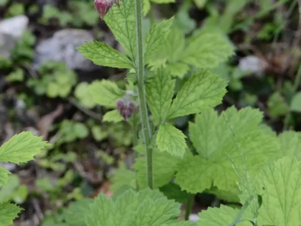 Water Avens