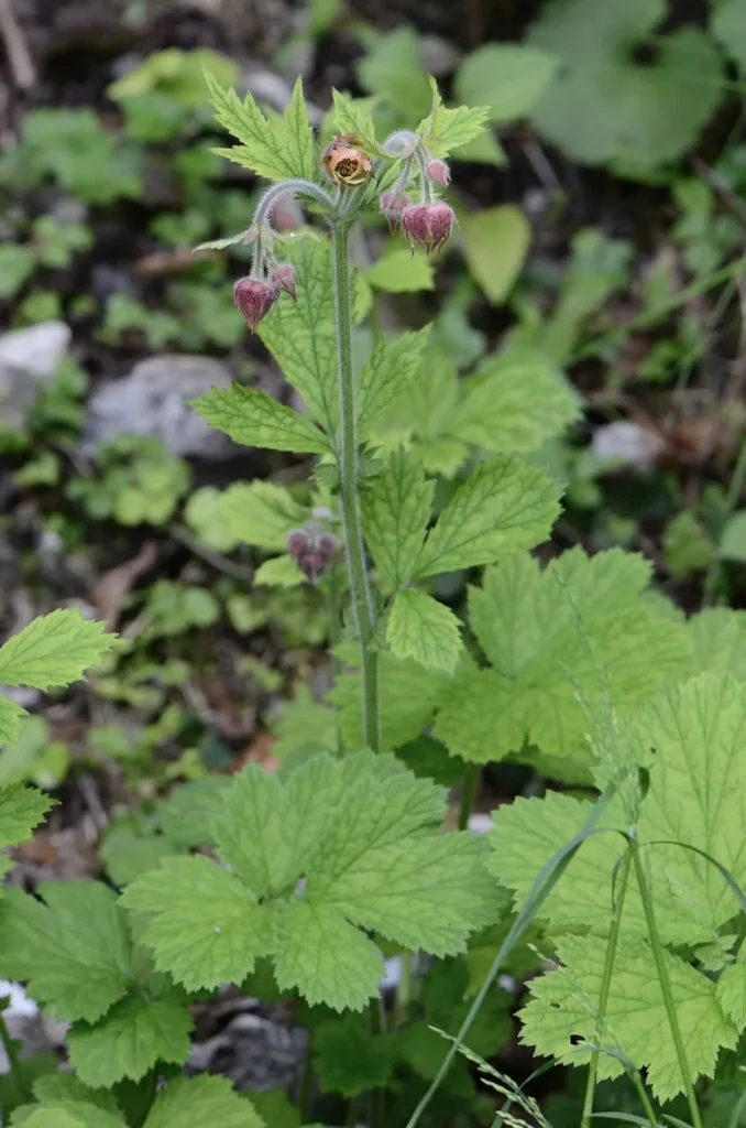 Water Avens