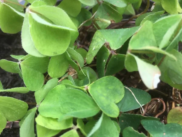 Wood Sorrel