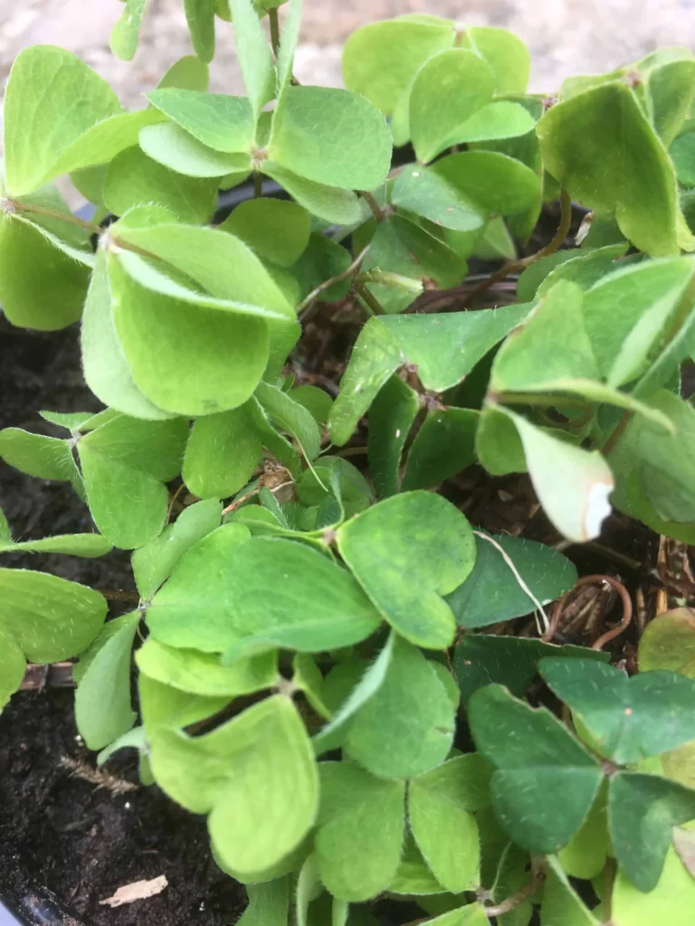 Wood Sorrel