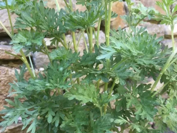 Wormwood
