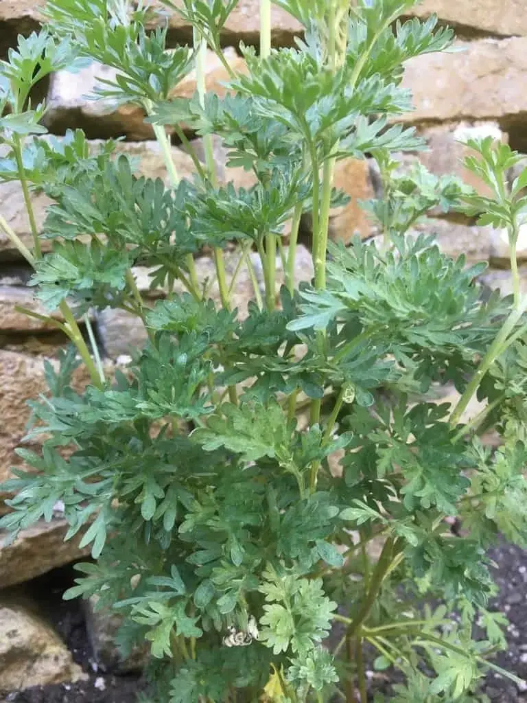 Wormwood