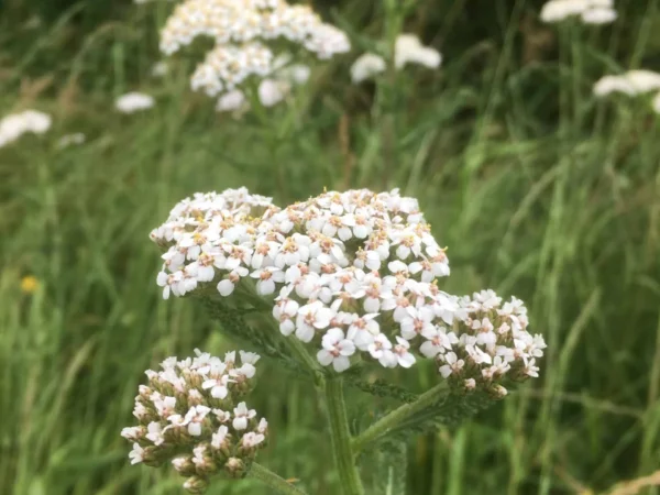 Yarrow