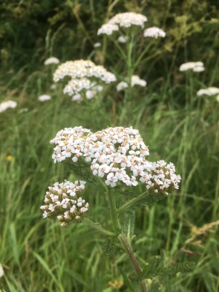 Yarrow