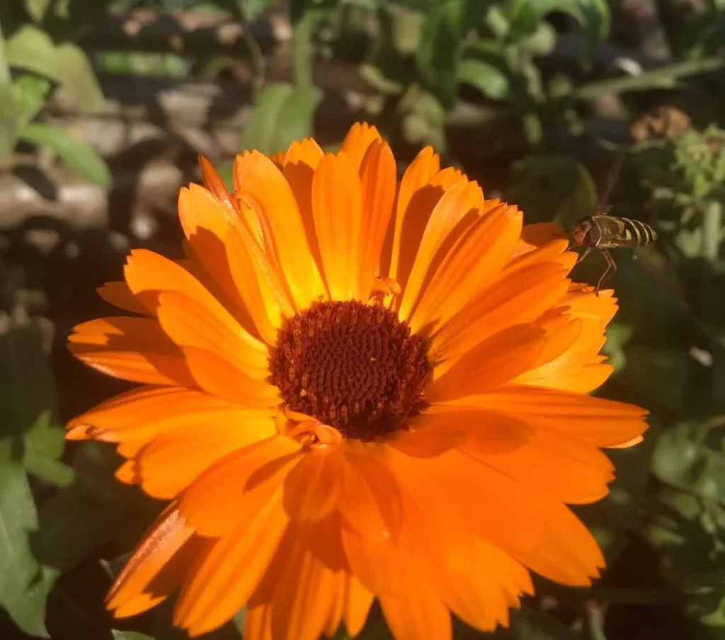 Marigold