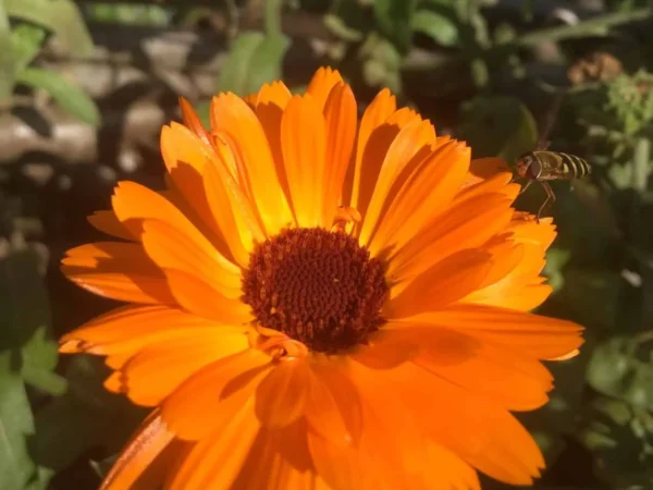 Marigold